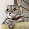avis gaius's profile picture