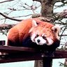 さとう 的头像