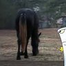 This Horse’s Anus 的头像