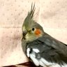 オカメインコのごまちゃん's profile picture