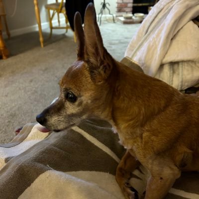 Riley T Chiweenie's profile picture