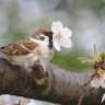 さとみくろん profil fotoğrafı