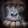 Uwo mutazi's profile picture