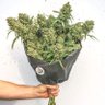 Фото профиля ToisexToy