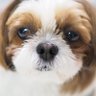 サッカーおやじ's profile picture