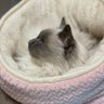 Kuro profil fotoğrafı