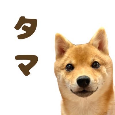 豆柴タマ's profile picture