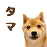 豆柴タマ profil fotoğrafı