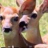 Doe Biden 的头像