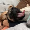 Pugly 的头像