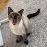 Фото профиля Paku le fou