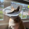 Фото профиля Mostly peaceful shib