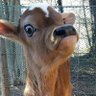 deadpossum 🚜🙏🇺🇲 profil fotoğrafı