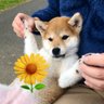 柴犬ひなた♀の日向ぼっこ☀️ 的头像