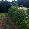 Фото профиля Countrygardener