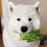 赌狗不得house's profile picture