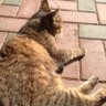 Profilbild von nekosama19