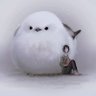 노마's profile picture
