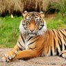 pılıng's profile picture