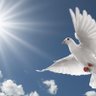 freebird's profile picture