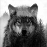 Profilbild von Murat