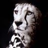 colin shih's profile picture