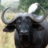 Abupakkar Muthalip's profile picture