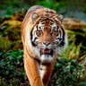 LUNC Indonesia, BALI profil fotoğrafı