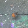 Profilbild von bird watch 15