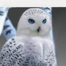 Filippe_S13's profile picture