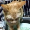 ノンタン profil fotoğrafı
