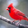 RojoCardinal's profile picture