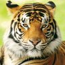 Jim Corbett Ⓜ️ 的头像