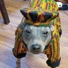 Profilbild von Brother Pit🇯🇲