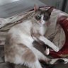 Fantasma profil fotoğrafı