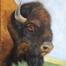 BisonBro 的头像