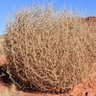 Tumbleweed profil fotoğrafı