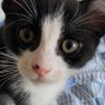 kungfucat profil fotoğrafı