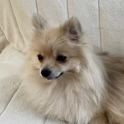 hanako@北国のポメ飼い's profile picture