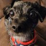 Wandering weiner dog 的头像