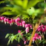 Profilbild von Bleeding Heart