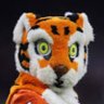 Profilbild von Tiger Townie
