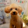 ルージュ's profile picture