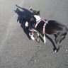 Dena Louise Conroy's profile picture