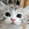 はなくんの成長記録 profil fotoğrafı