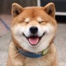 warm • little • pet 🐕 • owned 🔗 的头像