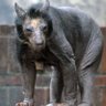 The Shaven Bear's profile picture