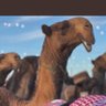 Фото профиля ناصر العتيبي