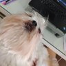 bele's profile picture
