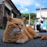 hal@20 profil fotoğrafı